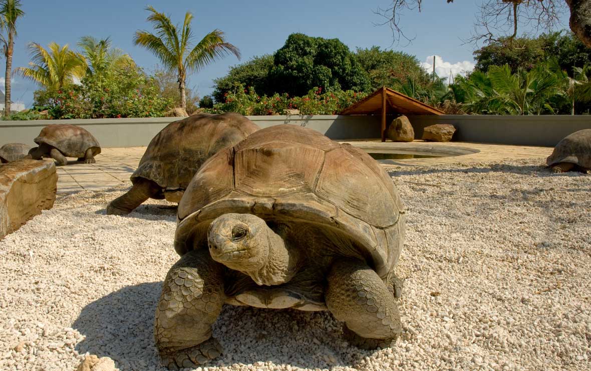 Giant Tortoise Park