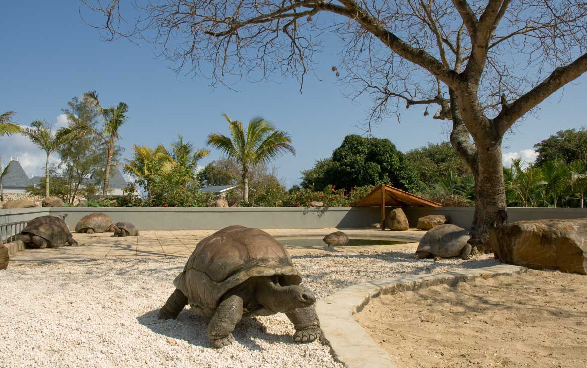 Giant Tortoise Park