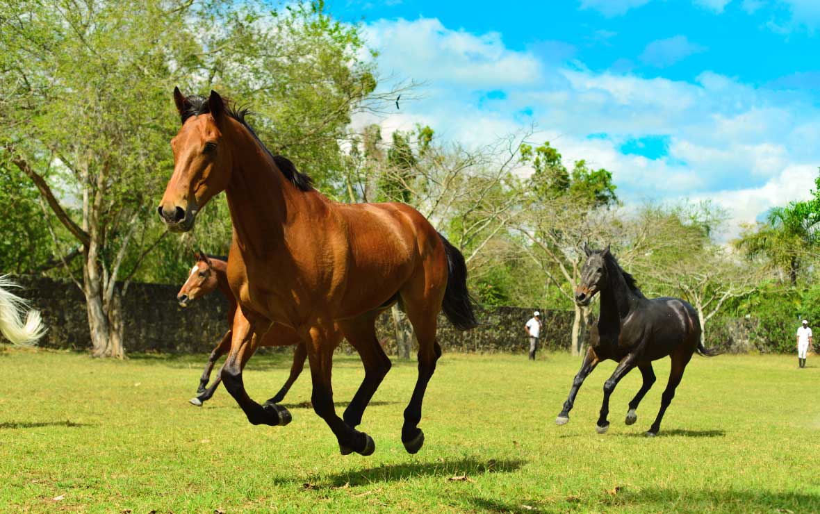 Maritim Equestrian Centre