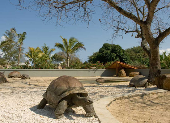 Giant Tortoises Park