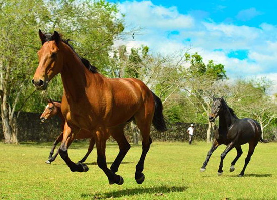 Maritim Equestrian Centre